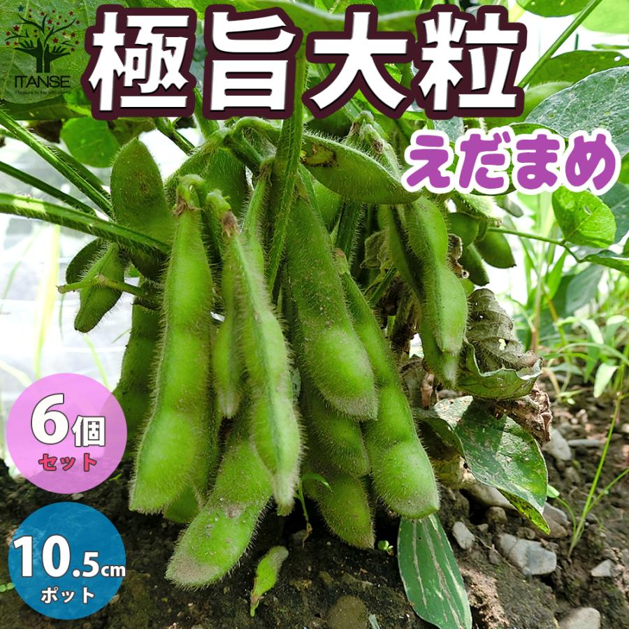 ITANSE 枝豆の苗 極旨大粒枝豆 極早生で多収穫の枝豆 野菜の苗 10.5cm