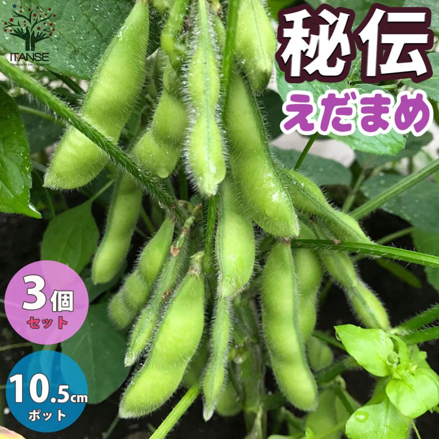 ITANSE 枝豆の苗 秘伝 野菜の苗 10.5cmポット 3個セット 人気 送料無料