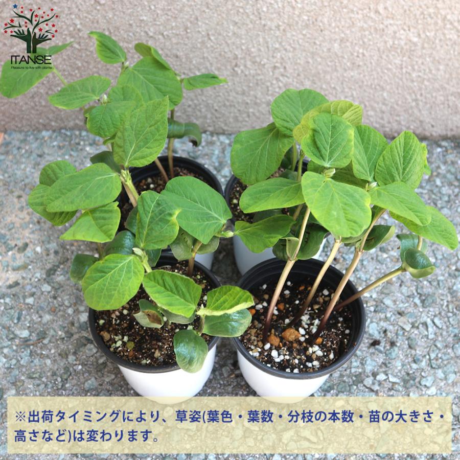 ITANSE 枝豆の苗 秘伝 野菜の苗 10.5cmポット 3個セット 人気 送料無料