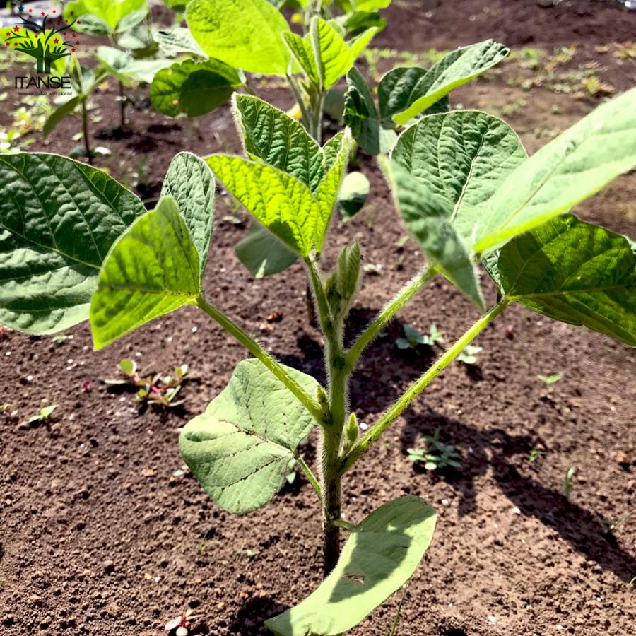 ITANSE 枝豆の苗 秘伝 野菜の苗 10.5cmポット 3個セット 人気 送料無料