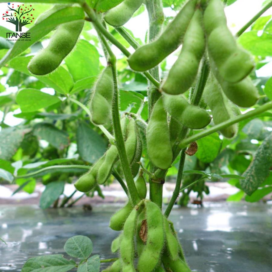 ITANSE 枝豆の苗 秘伝 野菜の苗 10.5cmポット 3個セット 人気 送料無料