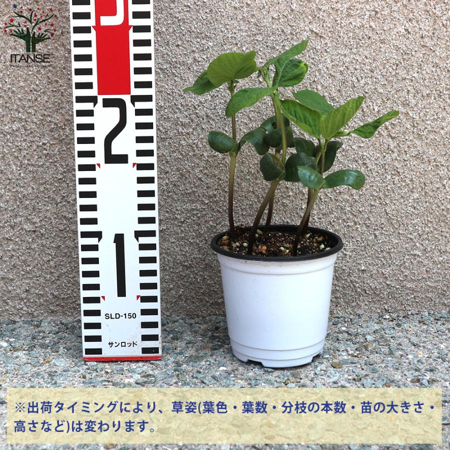 ITANSE 枝豆の苗 秘伝 野菜の苗 10.5cmポット 6個セット 人気 送料無料