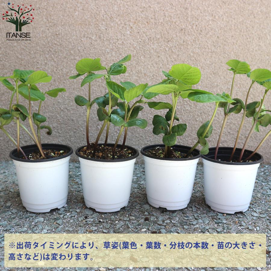 ITANSE 枝豆の苗 秘伝 野菜の苗 10.5cmポット 6個セット 人気 送料無料