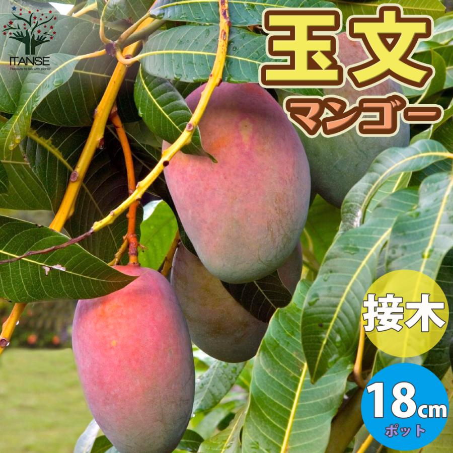 7千円値引タイムサービス花芽確認苗❶玉文マンゴー苗　カクテル特選接木苗 7値引タイムサービス花芽確認苗➀玉文マンゴー苗 カクテル特選接木