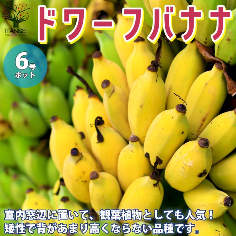 ITANSE ドワーフバナナの苗 矮性バナナ 果樹の苗木 6号ロング鉢 1個