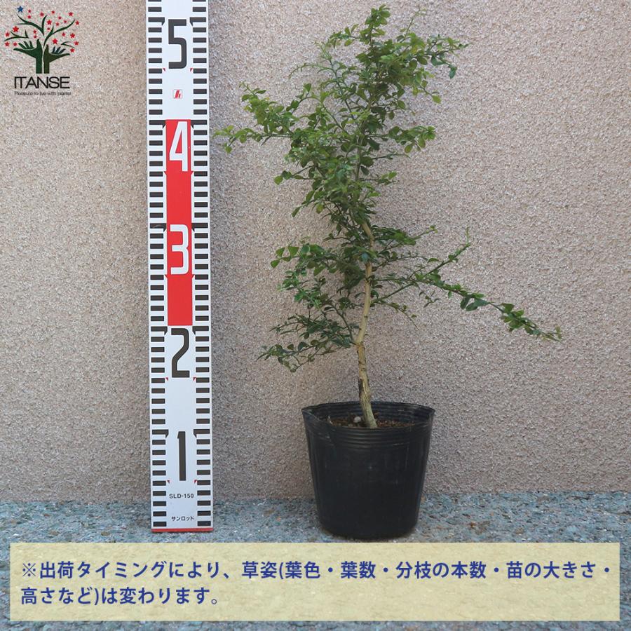 4年生　フィンガーライム接木苗／ミアローズ　樹高80cm 4.5号ポット ITANSE フィンガーライムの苗木 ミアローズ 果樹の苗木 接木 4.5号
