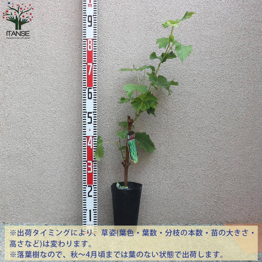 ITANSE ぶどうの苗木 シャインマスカット 果樹の苗木 挿し木苗 12cm