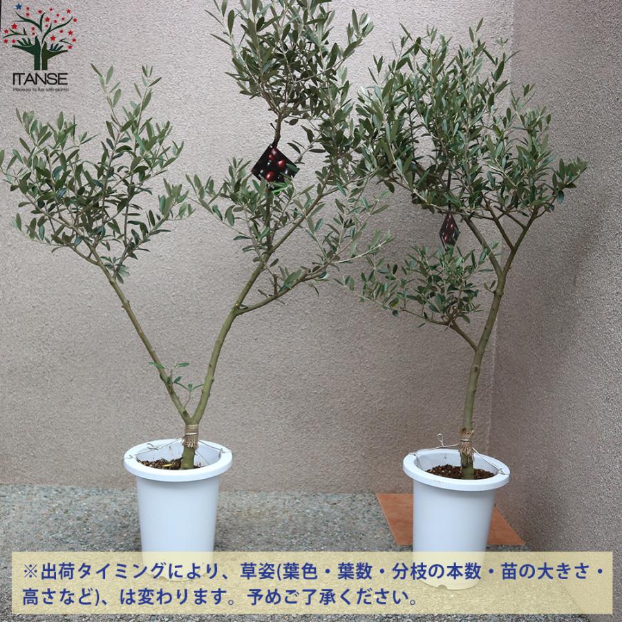 ITANSE オリーブの苗木 マンザニロ 5年生 7号鉢 挿し木苗 1本売り 送料