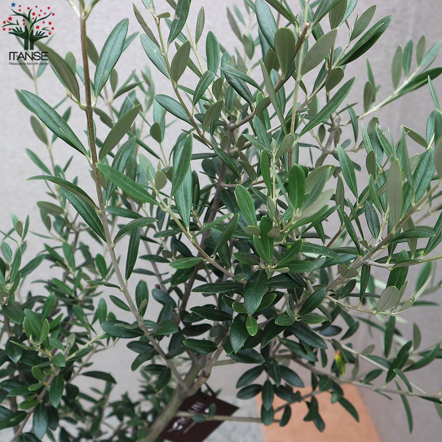 ITANSE オリーブの苗木 マンザニロ 5年生 7号鉢 挿し木苗 1本売り 送料