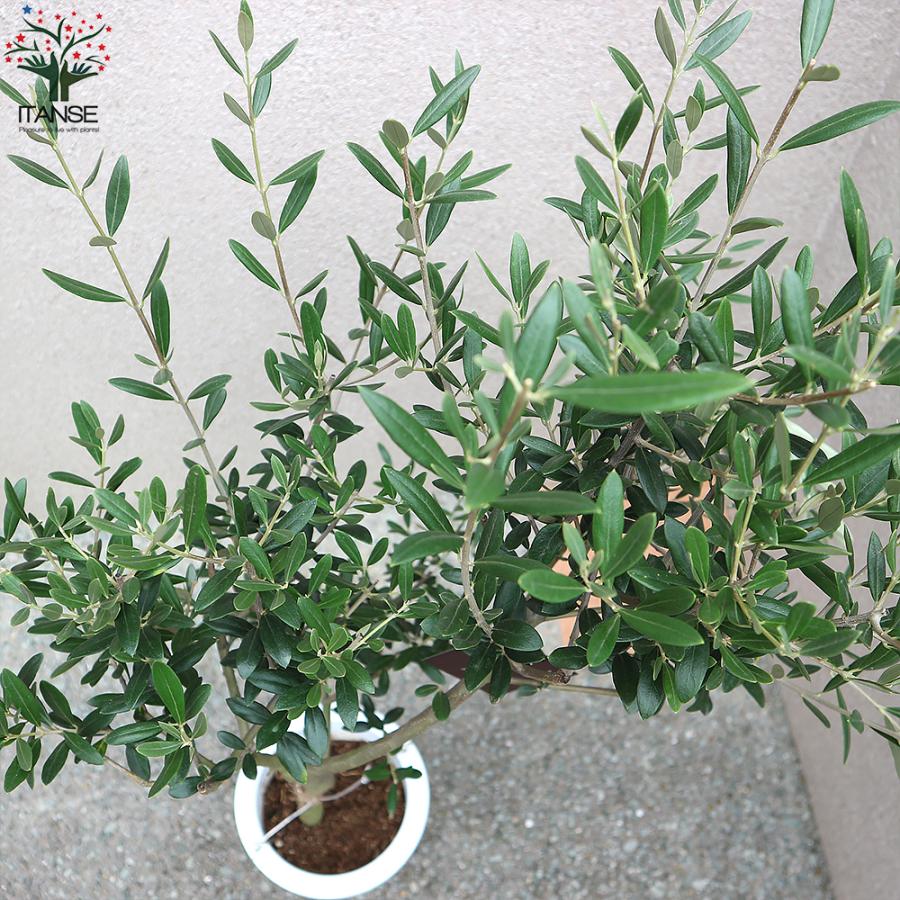 Souju オリーブ マンザニロ ブラック鉢植え 苗 Souju オリーブ