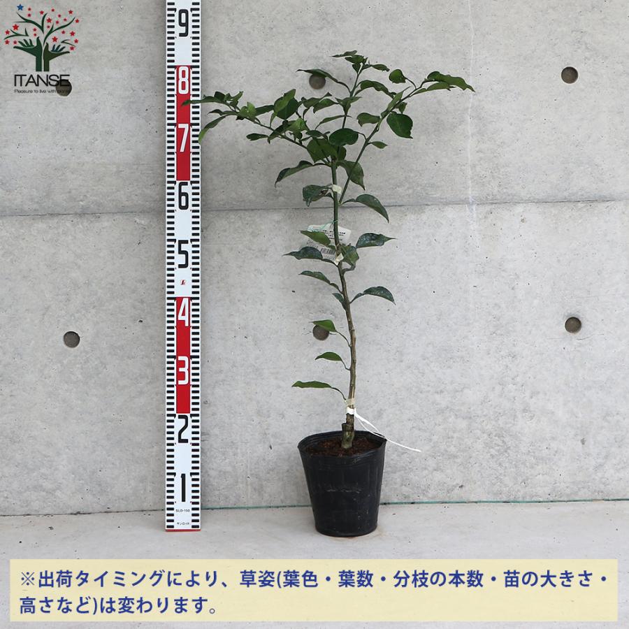 ITANSE 柑橘の苗 邪払(じゃばら) 果樹の苗木 接木苗 15cmポット 1個