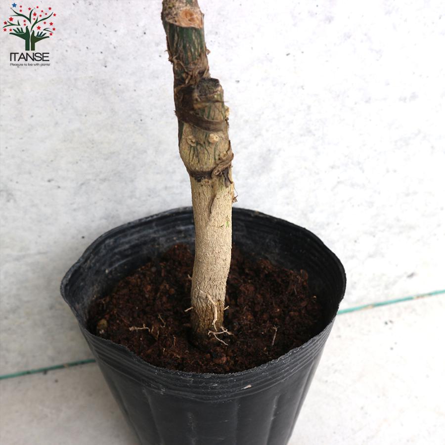 ITANSE みかんの苗 紀州種無し小みかん(品種：無核紀州) 果樹の苗木