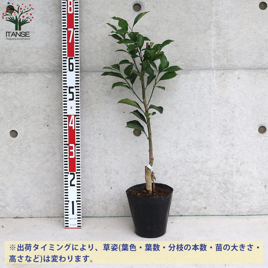 はるか 接木苗木