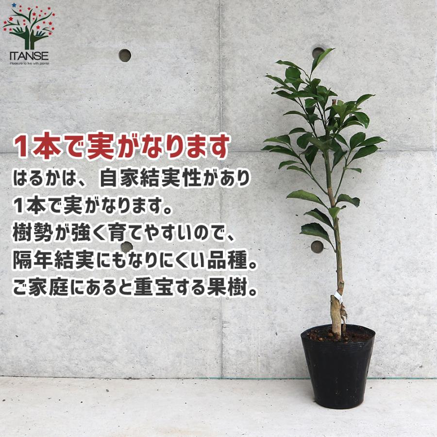 はるか 苗木の商品一覧 通販 - Yahoo!ショッピング