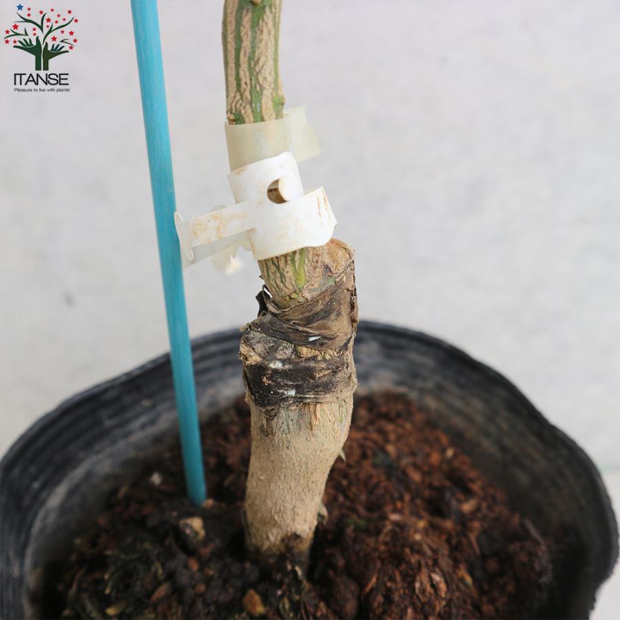 ITANSE グレープフルーツの苗 スタールビー 果樹の苗木 接木苗 15cm