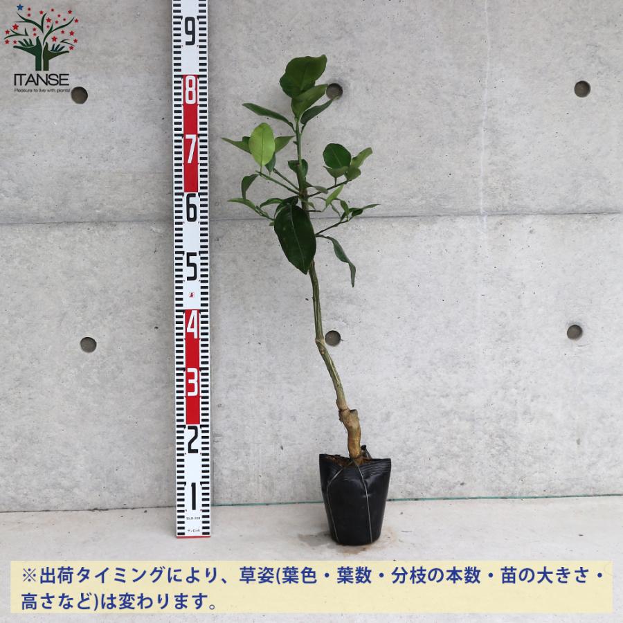 果実つき　4年生　グレープフルーツ接木苗／苗木　樹高120センチ 果実つき 4年生 グレープフルーツ接木苗／苗木 樹高120センチ