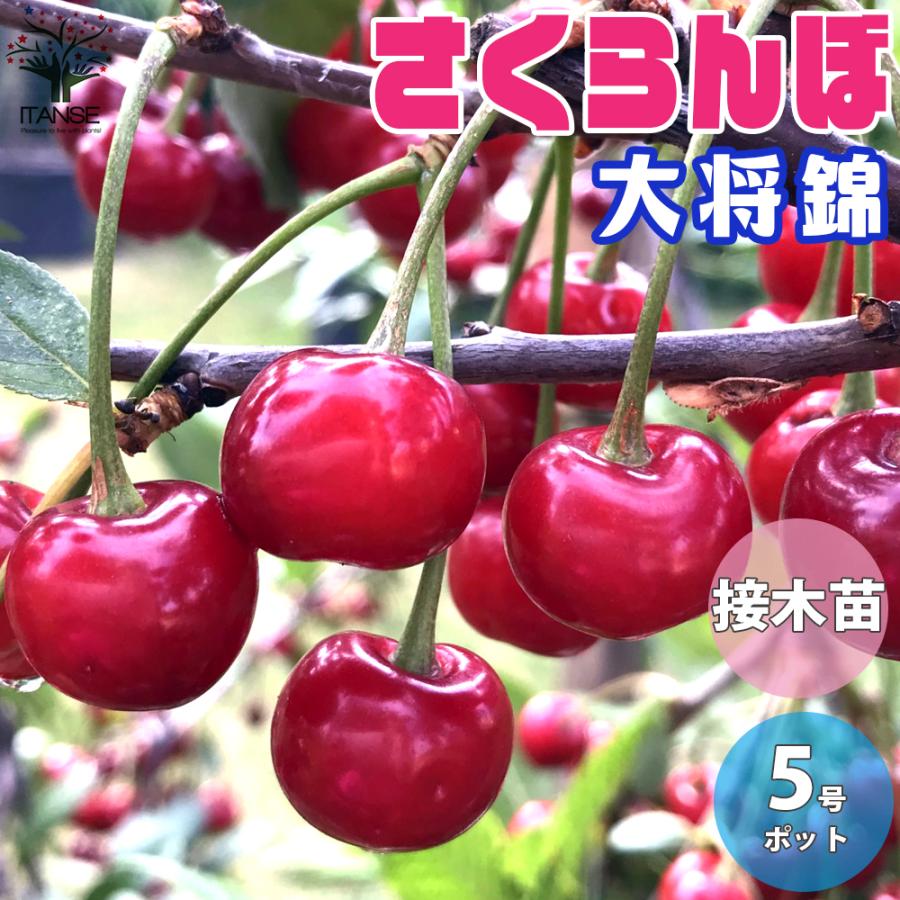 2021年春の さくらんぼ 苗木 苗 ラパン 1株 桜桃 チェリー サクランボの木 果樹苗 国華園 さくらんぼ 苗木 1年生 接木 ポット苗 チェリー 桜桃 さくらんぼ苗 果樹 果樹苗