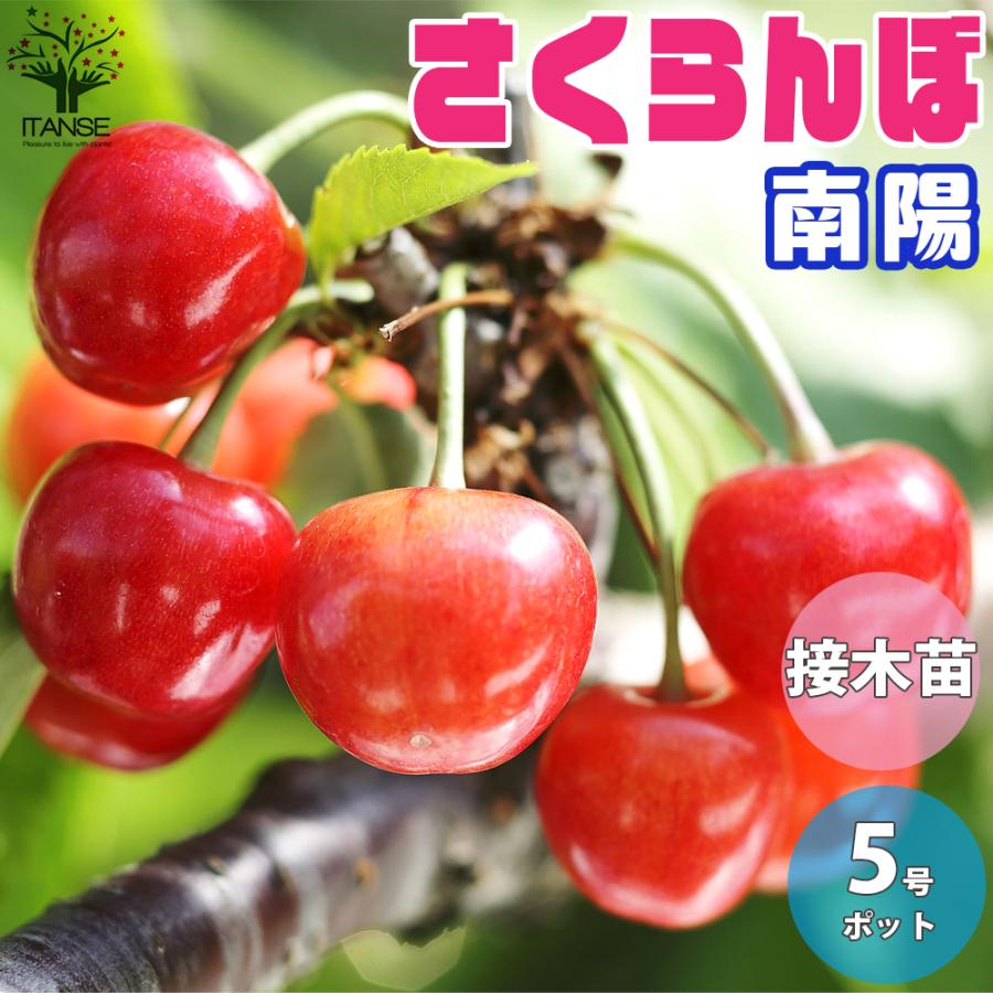 さくらんぼの苗 南陽 なんよう 果樹の苗木 接木苗 15cmポット 1個売り 果樹 果物 栽培 趣味 園芸 ガーデニング 送料無料 Nae 野菜苗 植物 青果物販売のitanse 通販 Yahoo ショッピング
