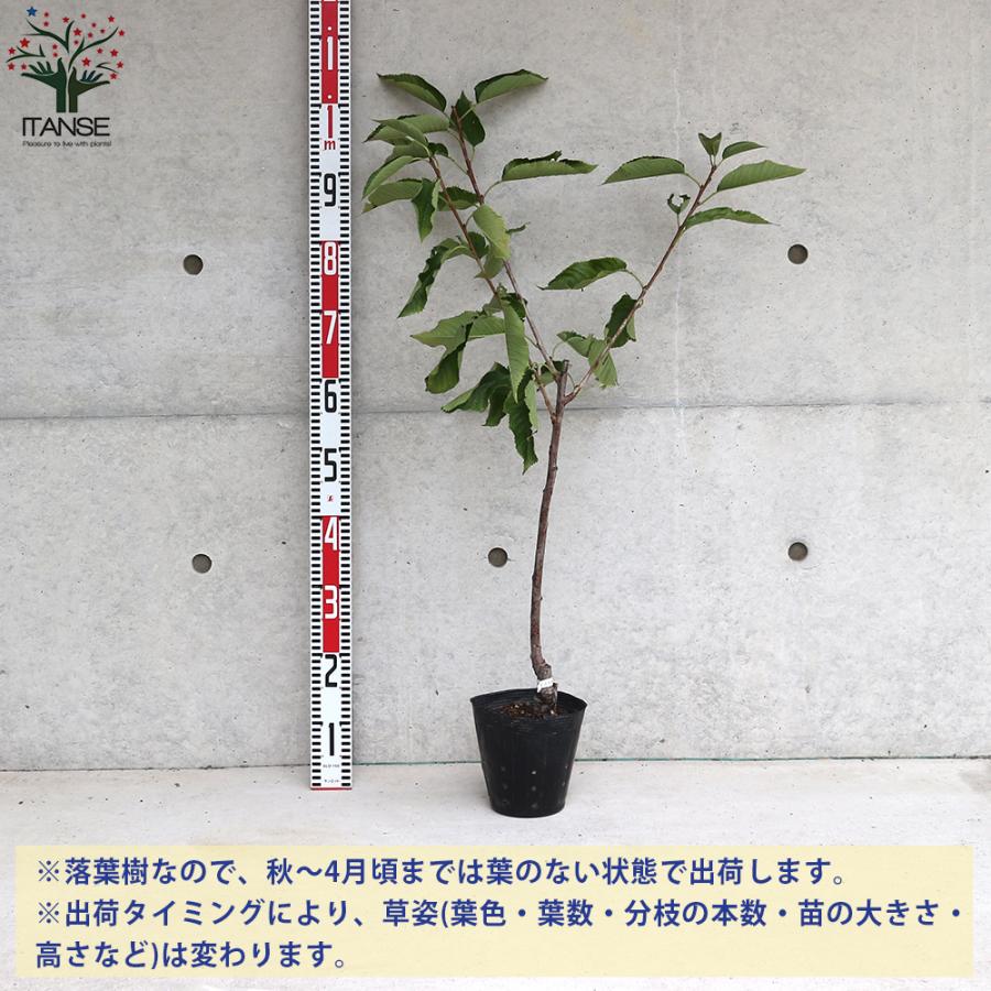 さくらんぼの苗 南陽 なんよう 果樹の苗木 接木苗 15cmポット 1個売り 果樹 果物 栽培 趣味 園芸 ガーデニング 送料無料 Nae 野菜苗 植物 青果物販売のitanse 通販 Yahoo ショッピング