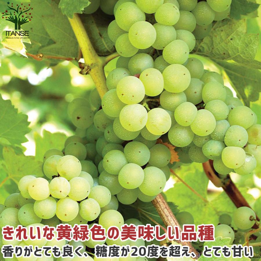 ぶどうの苗 ナイアガラ 果樹の苗木 自根苗 15cmポット 1個売り 果樹 果物 栽培 趣味 園芸 ガーデニング 送料無料 Nae 野菜苗 植物 青果物販売のitanse 通販 Yahoo ショッピング