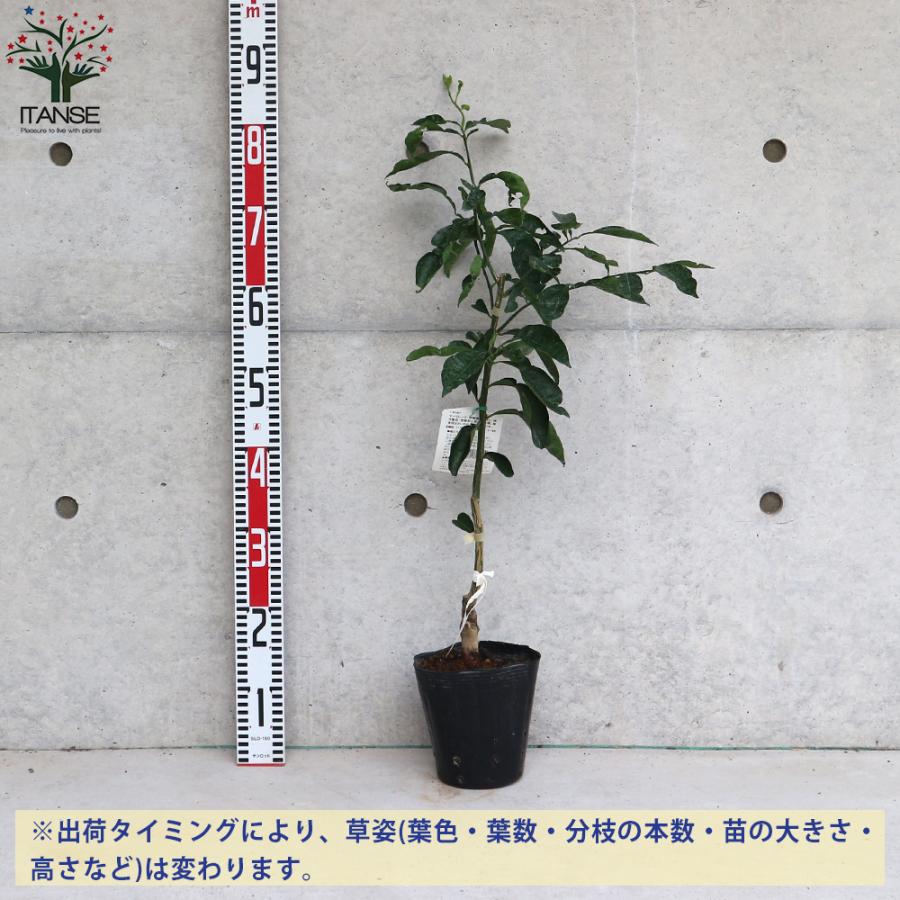 ゆずの苗 獅子柚子 果樹の苗木 接木苗 15cmポット 1個売り 果樹 果物 栽培 趣味 園芸 ガーデニング 送料無料 Nae 野菜苗 植物 青果物販売のitanse 通販 Yahoo ショッピング