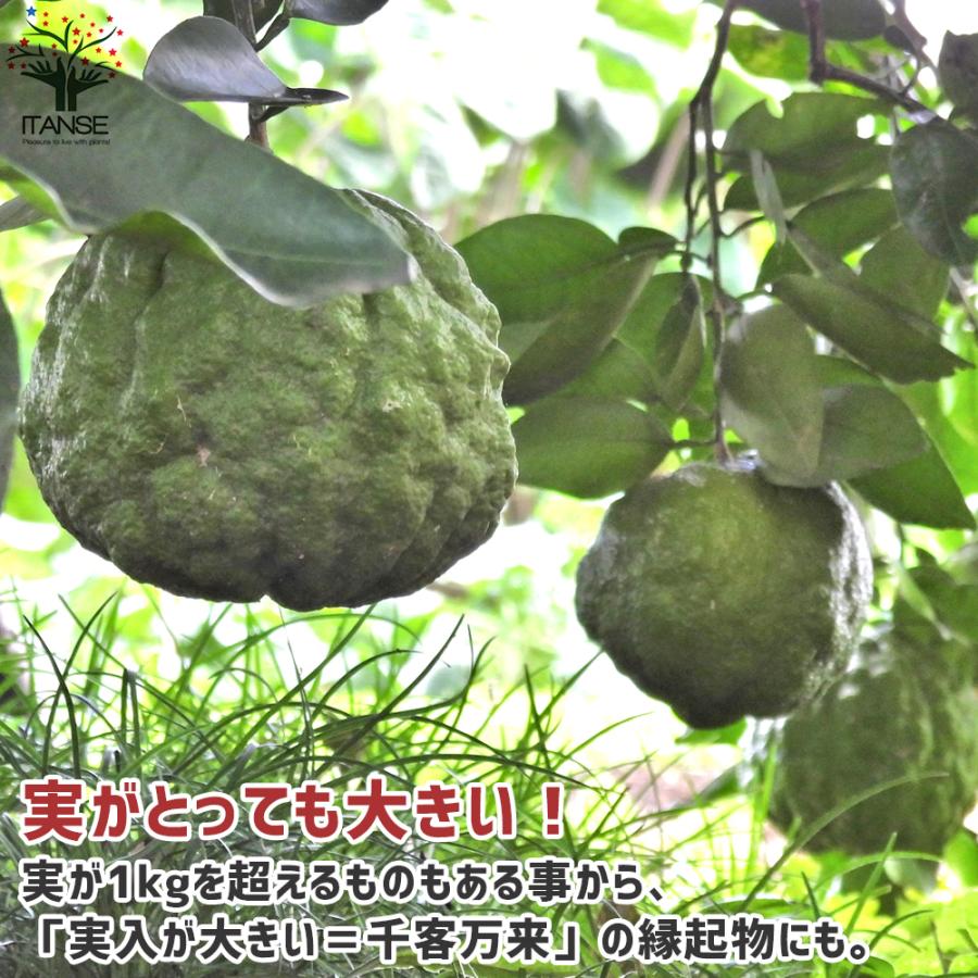 ゆずの苗 獅子柚子 果樹の苗木 接木苗 15cmポット 1個売り 果樹 果物 栽培 趣味 園芸 ガーデニング 送料無料 Nae 野菜苗 植物 青果物販売のitanse 通販 Yahoo ショッピング