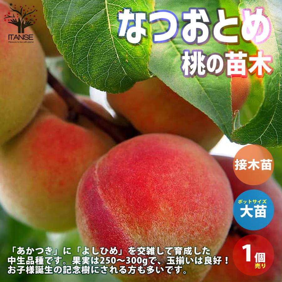 ITANSE 桃の苗木 なつおとめ 果樹の苗木 接木苗 15cmポット 1個売り