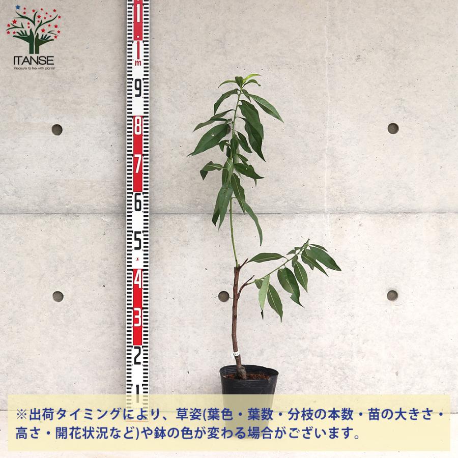 桃の苗木 なつおとめ 果樹の苗木 接木苗 15cmポット 1個売り 果樹 果物 栽培 趣味 園芸 ガーデニング 送料無料 Nae 野菜苗 植物 青果物販売のitanse 通販 Yahoo ショッピング