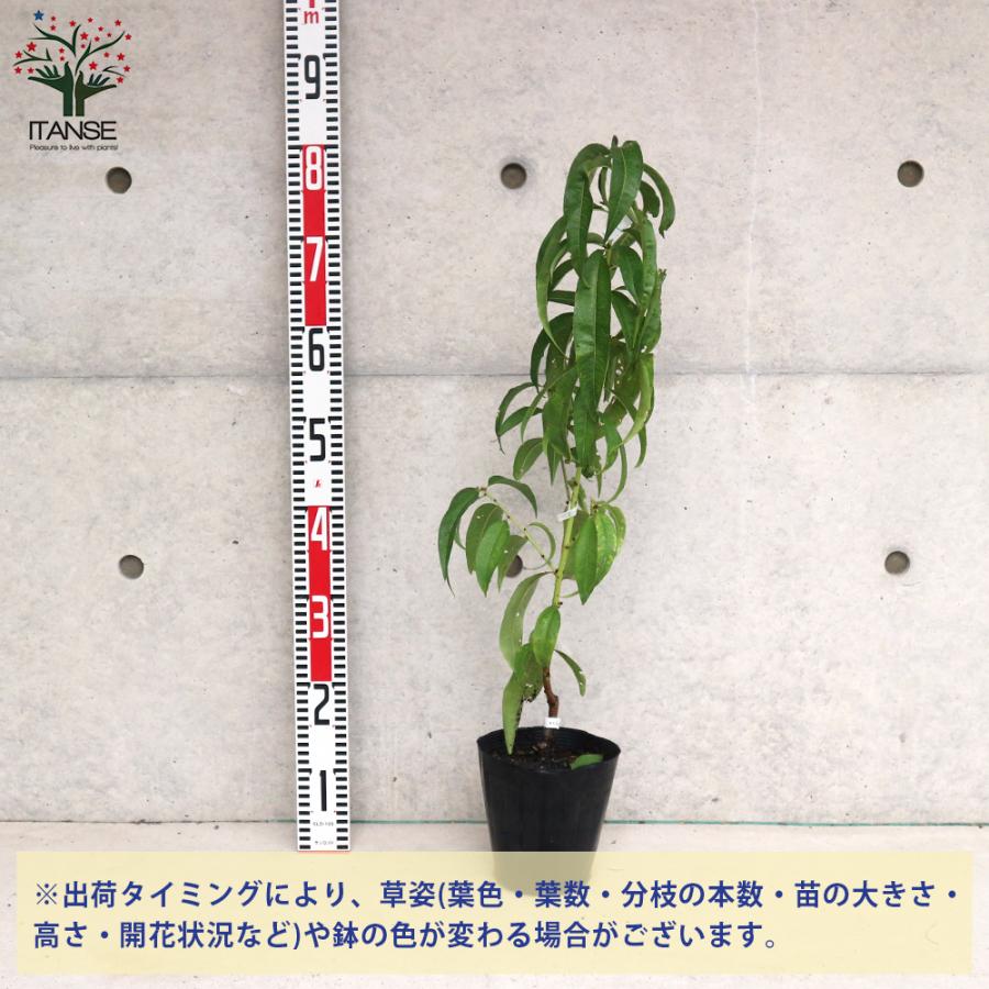 ITANSE 桃の苗木 大久保 果樹の苗木 接木苗 15cmポット 1個売り 果樹