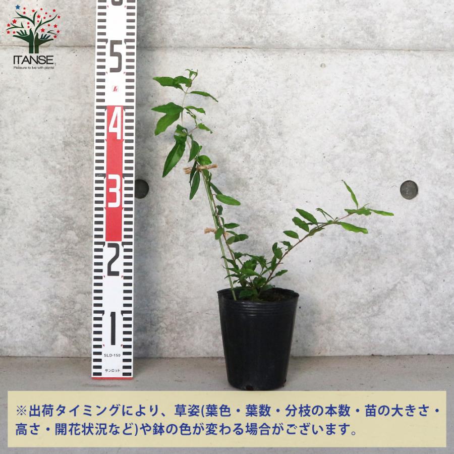 ITANSE ザクロの苗木 カリフォルニア 果樹の苗木 挿し木苗 12cmポット