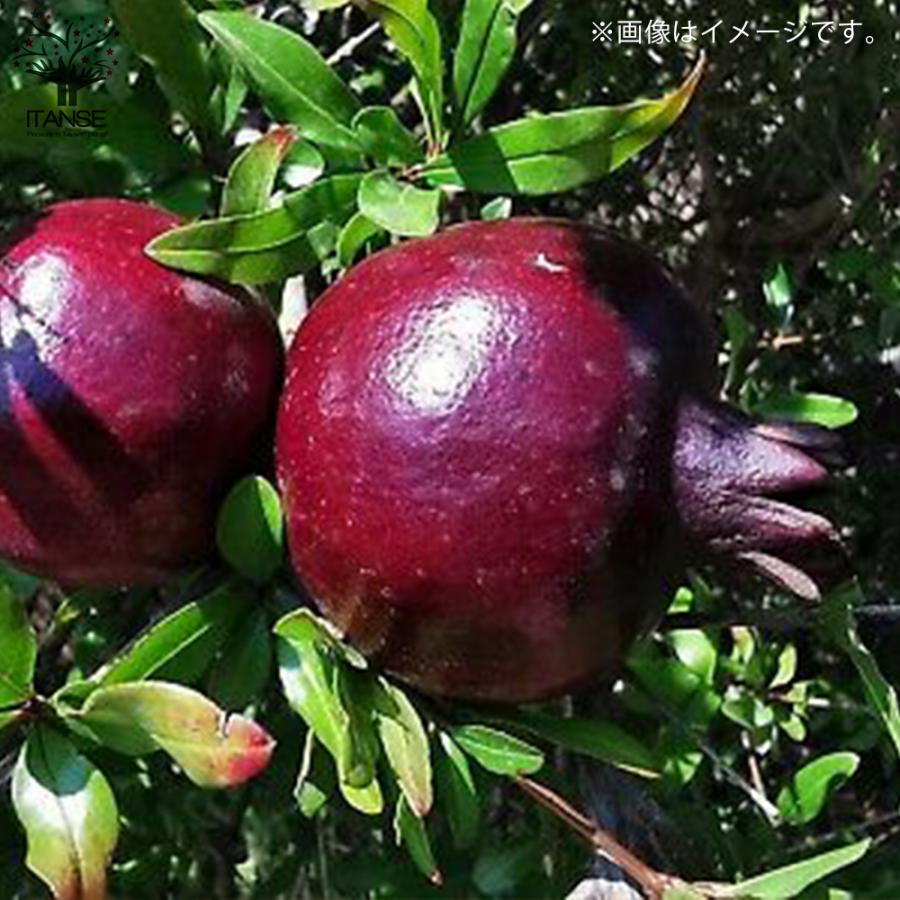 ザクロの苗木 ペルシャブラック 果樹の苗木 挿し木苗 12cmポット 1個売り 果樹 果物 栽培 趣味 園芸 ガーデニング 送料無料 Nae 野菜苗 植物 青果物販売のitanse 通販 Yahoo ショッピング