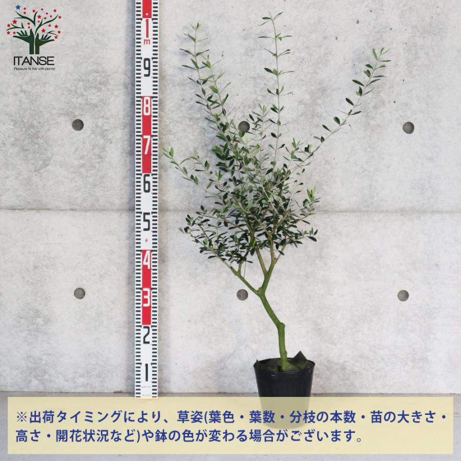 ITANSE オリーブの苗木 レッチーノ 果樹の苗木 挿し木苗 5号ポット苗 1 