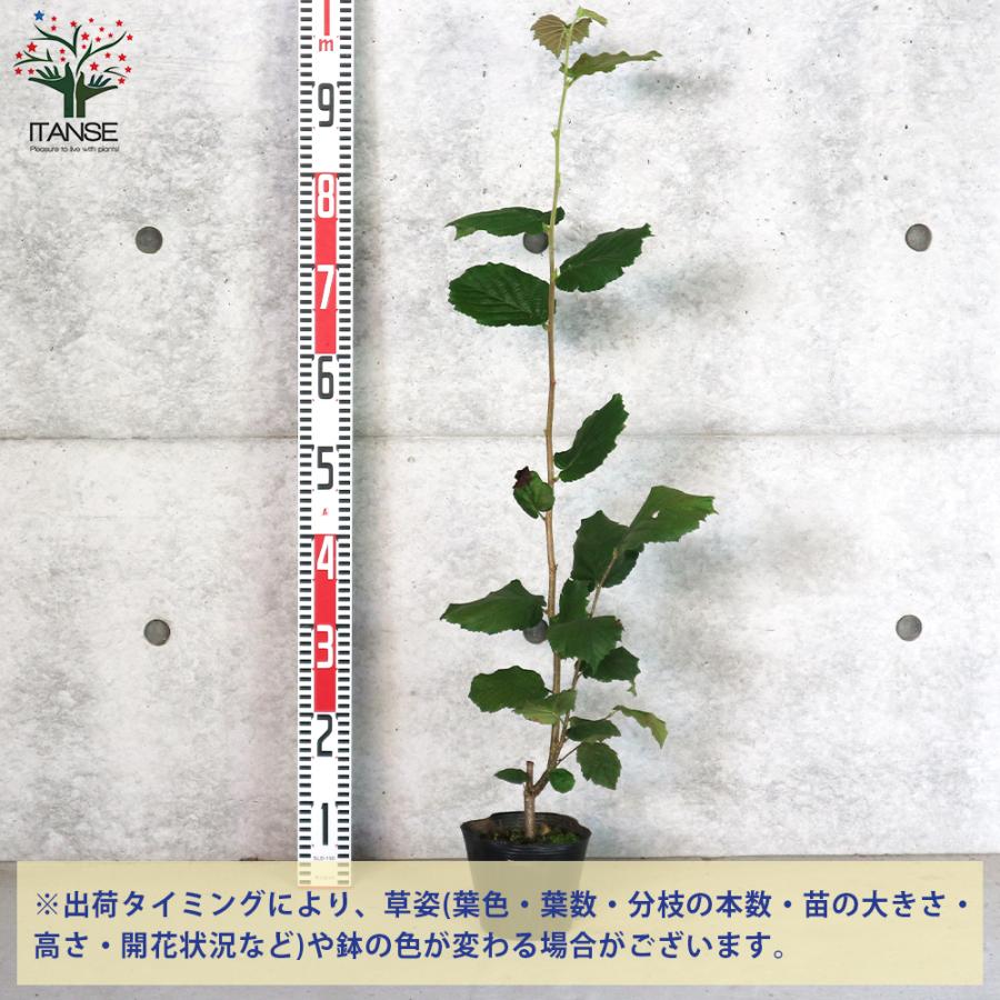 ヘーゼルナッツの苗木 ハレシェリーゼン 果樹の苗木 挿し木苗 13 5cmポット 1個売り 果樹 果物 園芸 ガーデニング 送料無料 Nae 野菜苗 植物 青果物販売のitanse 通販 Yahoo ショッピング