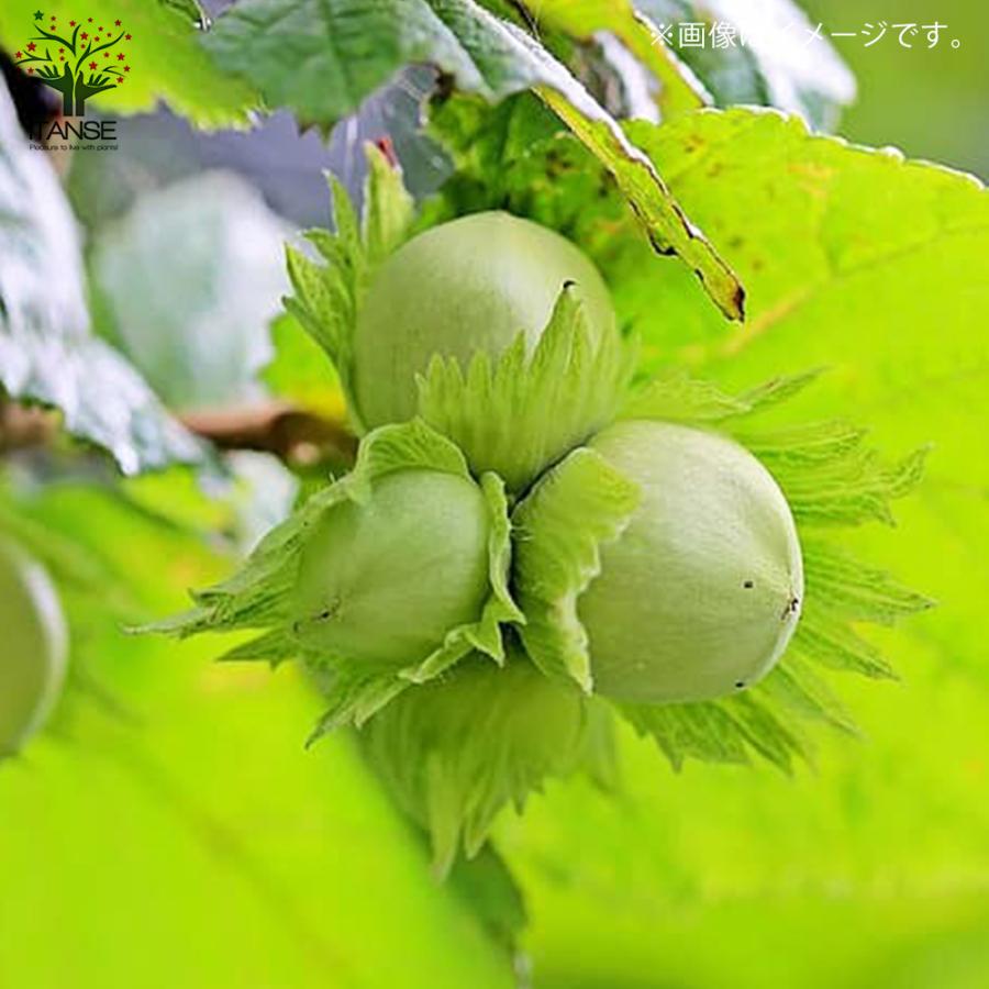 訳ありセール 格安 ヘーゼルナッツの苗木 ハレシェリーゼン 果樹の苗木 挿し木苗 13 5cmポット 1個売り 果樹 果物 園芸 ガーデニング 送料無料