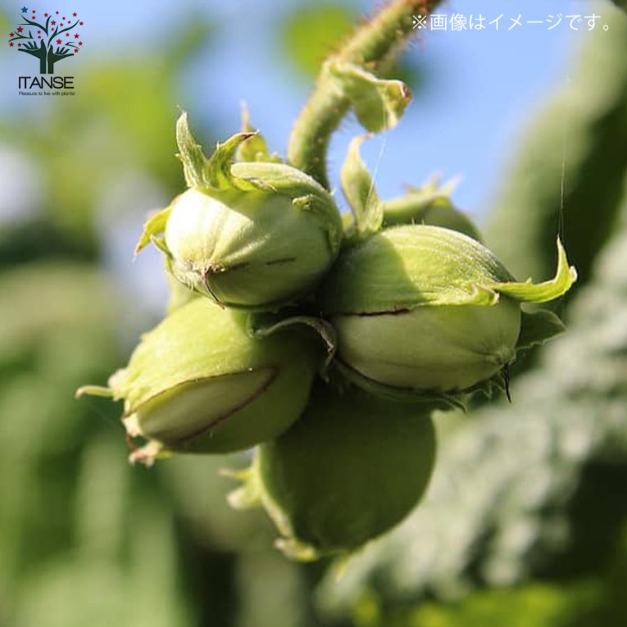 ヘーゼルナッツの苗木 ハレシェリーゼン 果樹の苗木 挿し木苗 13 5cmポット 1個売り 果樹 果物 園芸 ガーデニング 送料無料 Nae 野菜苗 植物 青果物販売のitanse 通販 Yahoo ショッピング