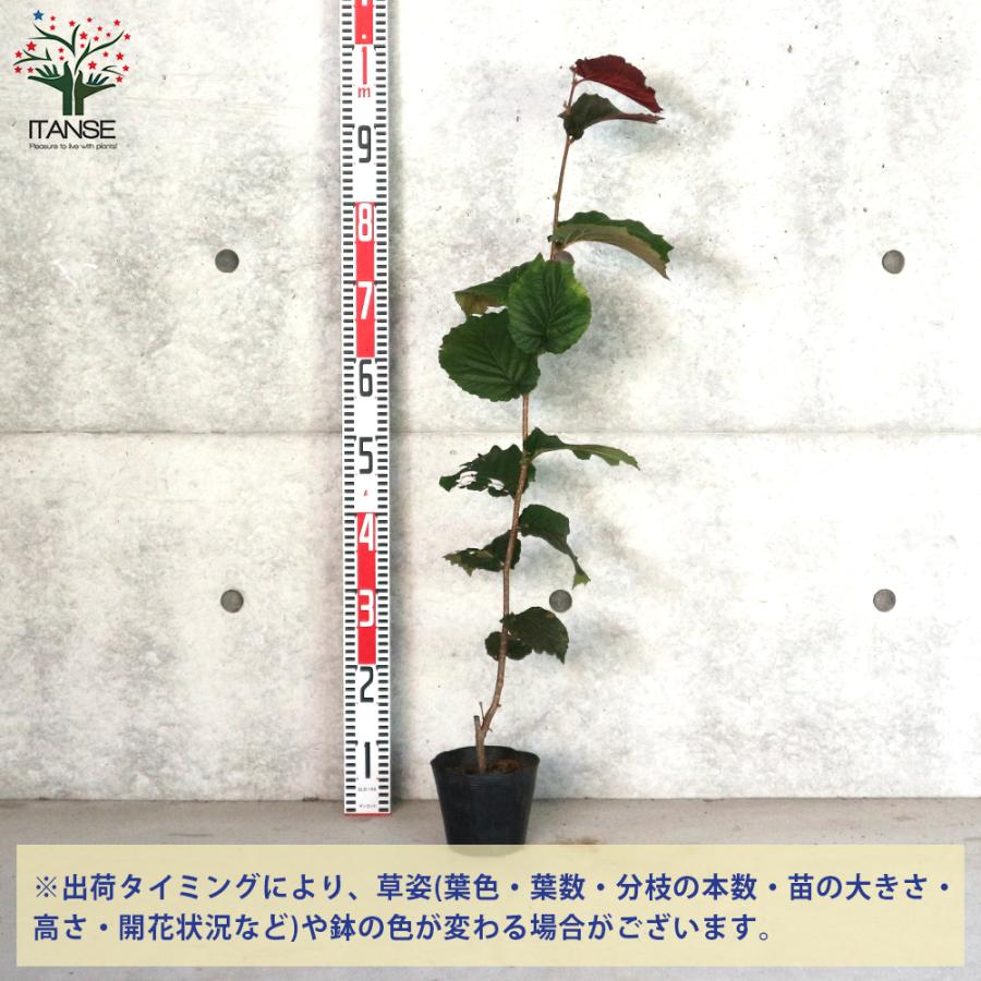 ITANSE ヘーゼルナッツの苗木 ロードゼラヌート 果樹の苗木 挿し木苗