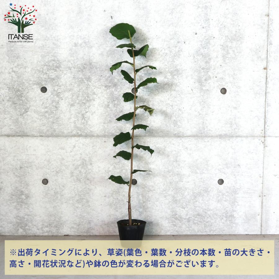 ヘーゼルナッツの苗木 ルイスバーガー 果樹の苗木 挿し木苗 13 5cmポット 1個売り 果樹 果物 栽培 園芸 ガーデニング 送料無料 Nae 野菜苗 植物 青果物販売のitanse 通販 Yahoo ショッピング