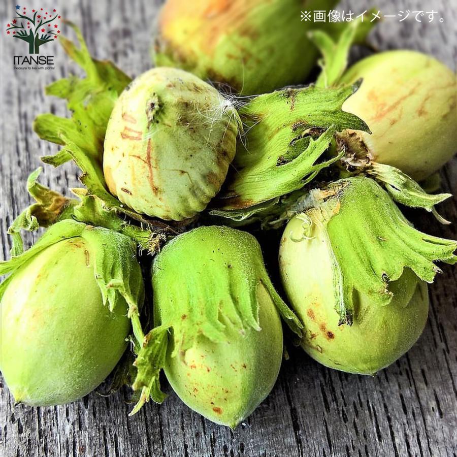 果樹　ヘーゼルナッツ　4寸2種4ポット 庭木 果樹ヘーゼルナッツ4寸2種4ポット 庭木