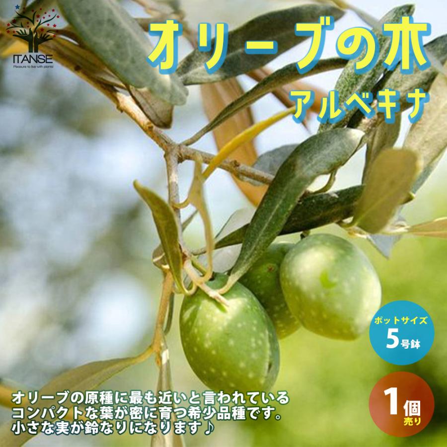 オリーブの苗木 アルベキナ 果樹の苗木 挿し木苗 5号ポット苗 1個売り 果樹 果物 栽培 趣味 園芸 ガーデニング 送料無料 Nae 野菜苗 植物 青果物販売のitanse 通販 Yahoo ショッピング