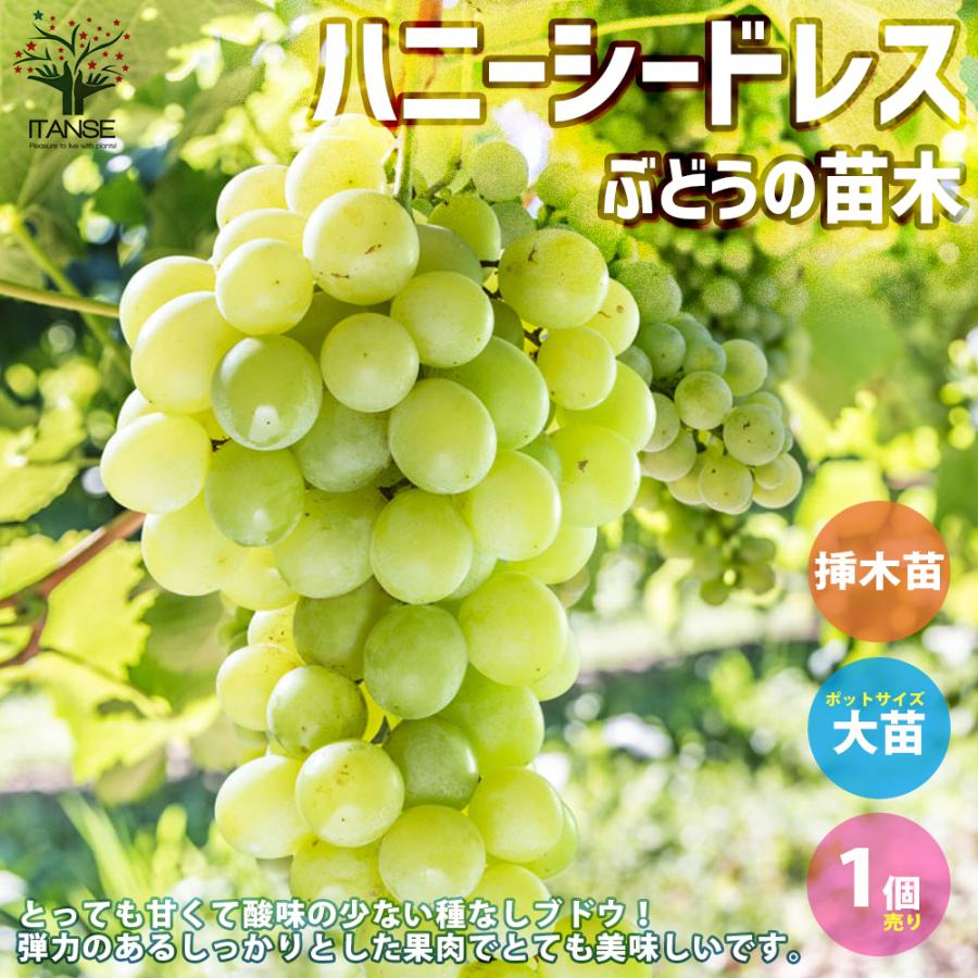 ITANSE ぶどうの苗 ハニーシードレス 果樹の苗木 挿し木苗 5号ポット 1個売り 果樹 果物 栽培 趣味 園芸 ガーデニング 送料無料 イタンセ公式｜itanse