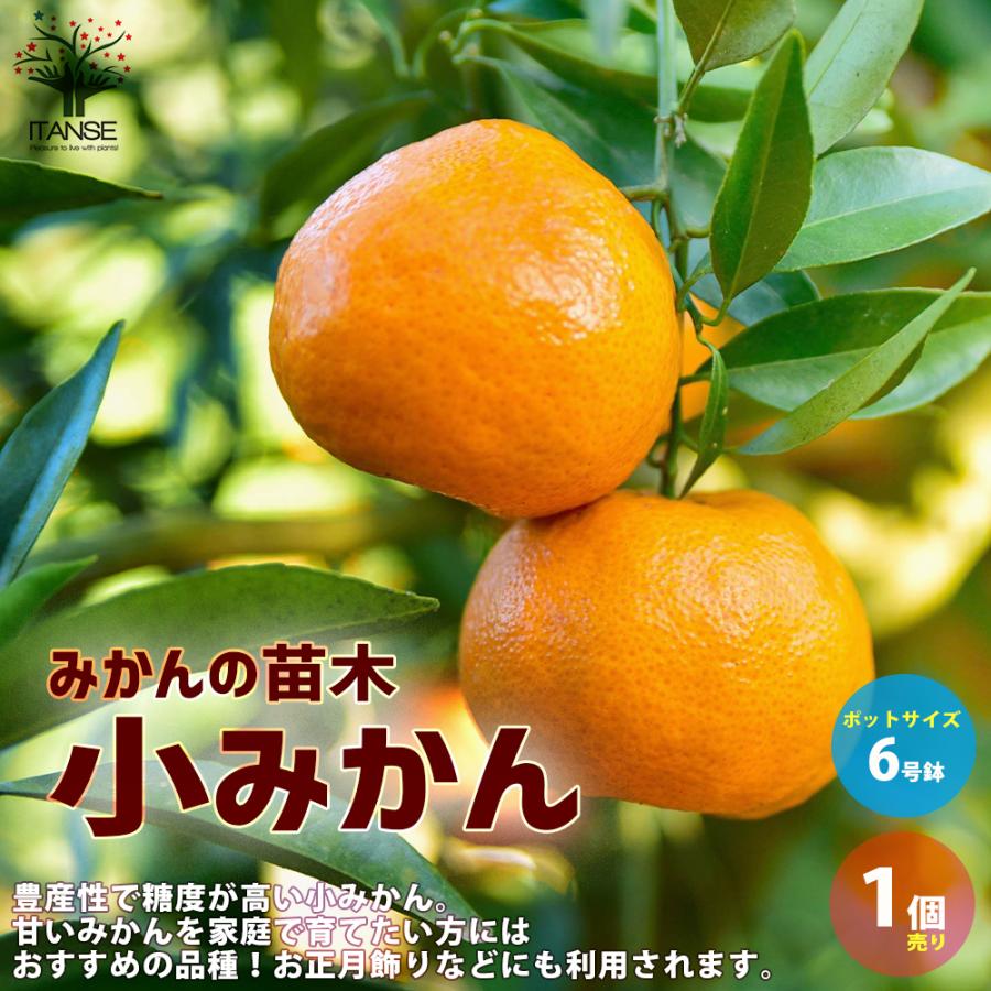 みかんの苗木 小ミカン 果樹の苗木 品質検査済 接木苗 6号ポット大苗 1個売り 果樹 送料無料 果物 趣味 園芸 ガーデニング 栽培