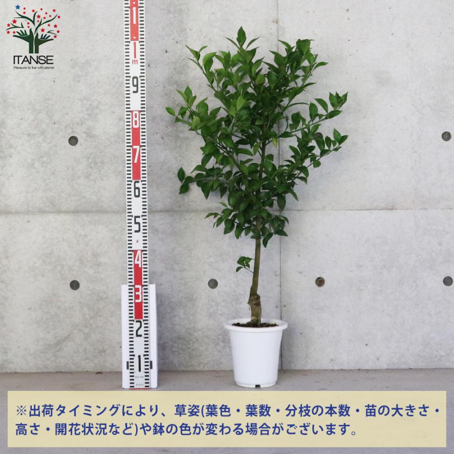 みかんの苗木 小ミカン 果樹の苗木 品質検査済 接木苗 6号ポット大苗 1個売り 果樹 送料無料 果物 趣味 園芸 ガーデニング 栽培