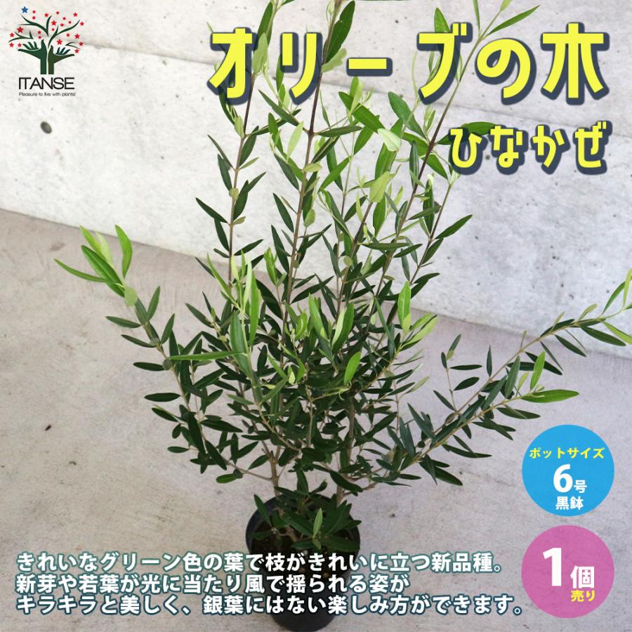 オリーブの苗木 ひなかぜ 果樹の苗木 挿し木苗 6号ポット苗 1個売り 果樹 果物 栽培 趣味 園芸 ガーデニング 送料無料 Nae 野菜苗 植物 青果物販売のitanse 通販 Yahoo ショッピング