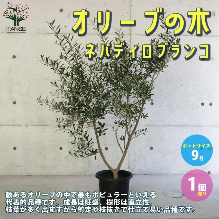 オリーブの苗木 ネバディロブランコ 果樹の苗木 挿し木苗 8号ポット大苗 1個売り 果樹 果物 栽培 趣味 園芸 ガーデニング 送料無料 Nae 野菜苗 植物 青果物販売のitanse 通販 Yahoo ショッピング