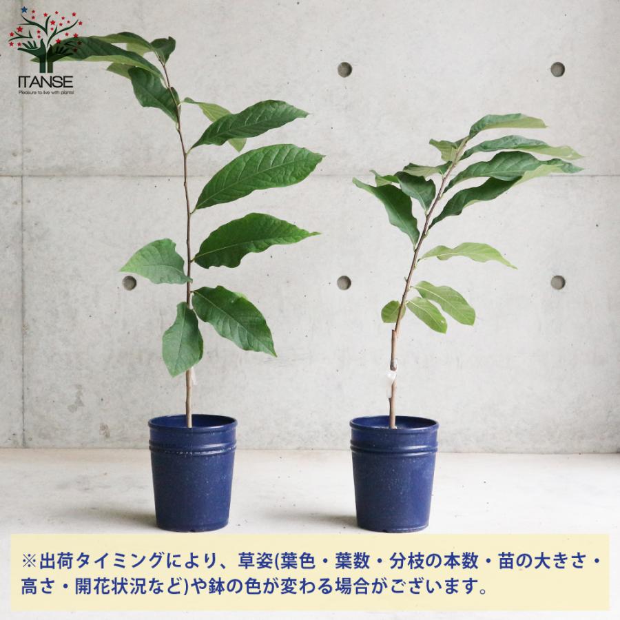 ポポーの苗木 サンフラワー 果樹の苗木 接木苗 5号ポット苗 1個売り 果樹 果物 栽培 趣味 園芸 ガーデニング 送料無料 Nae 野菜苗 植物 青果物販売のitanse 通販 Yahoo ショッピング