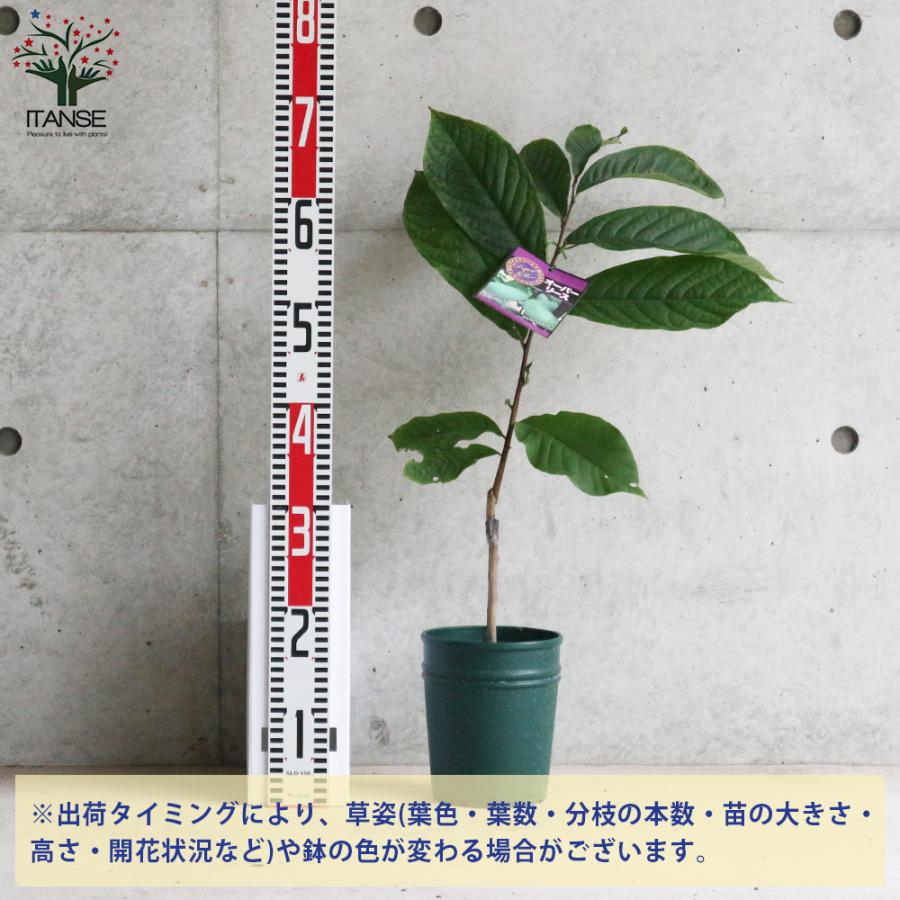 ITANSE ポポーの苗木 オーバーリース 果樹の苗木 接木苗 5号ポット苗 1