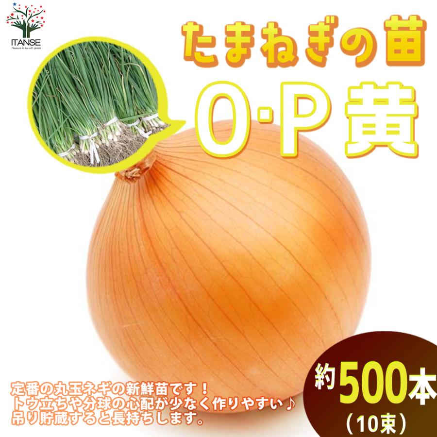 ITANSE 玉ねぎ抜き苗 品種：O・P黄(中生) 野菜の苗 約500本 (50本×10) OP黄 人気 家庭菜園 簡単栽培 送料無料 玉ねぎ苗 イタンセ公式