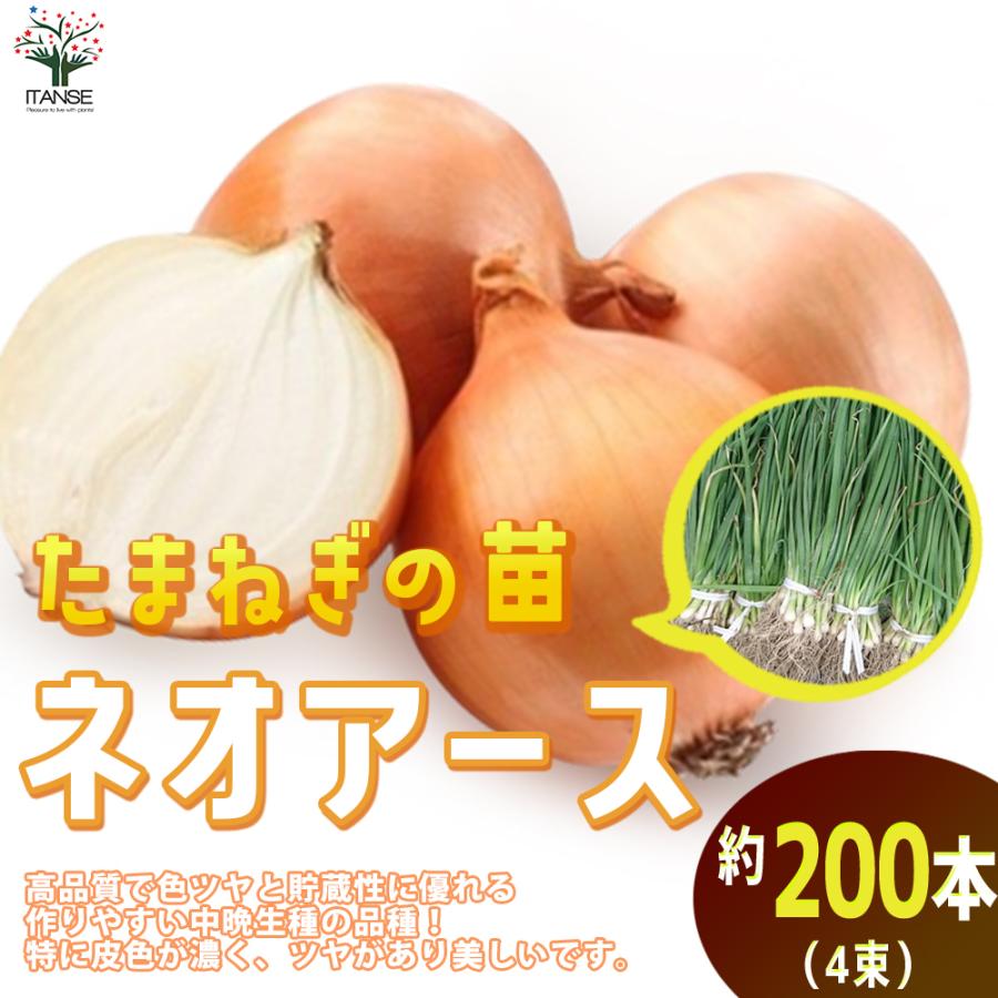ITANSE 玉ねぎ抜き苗 品種：ネオ・アース(中晩生) 野菜の苗 約200本