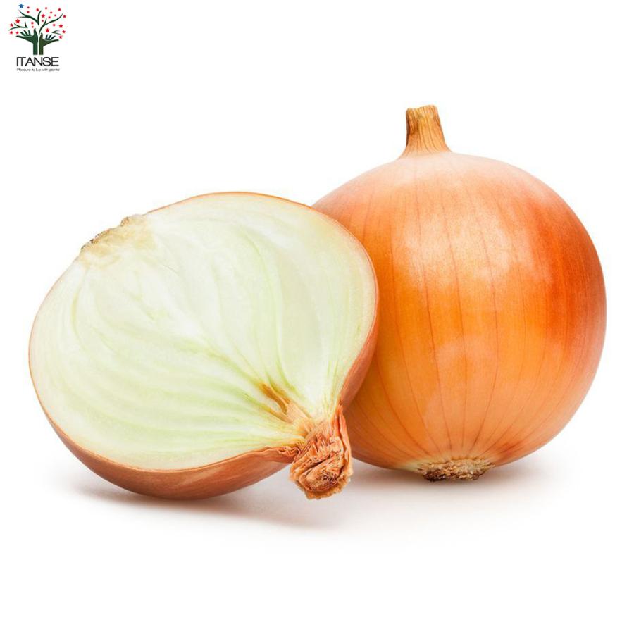 ITANSE 玉ねぎ抜き苗 品種：ネオ・アース(中晩生) 野菜の苗 約200本