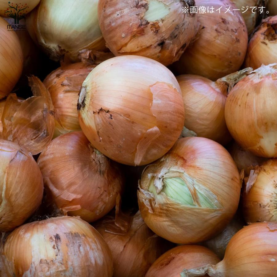 ITANSE 玉ねぎ抜き苗 品種：ネオ・アース(中晩生) 野菜の苗 約200本